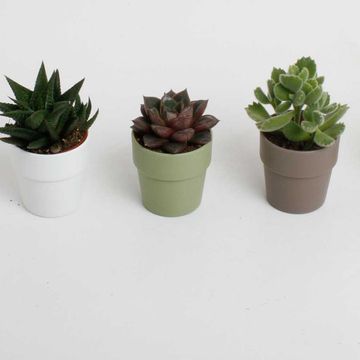 χυμώδη φυτά MIX