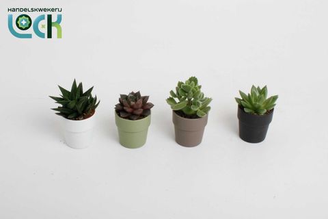 Succulente MIX
