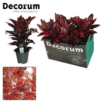 Cordyline fruticosa 'Mambo'