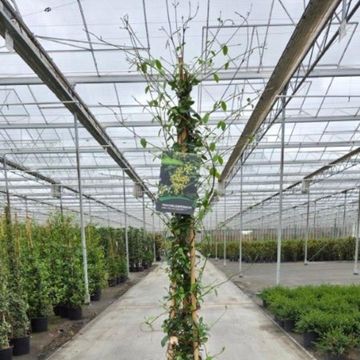 Trachelospermum jasminoides STAR OF TOSCANE