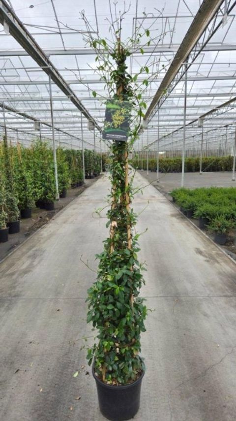 Trachelospermum jasminoides STAR OF TOSCANE