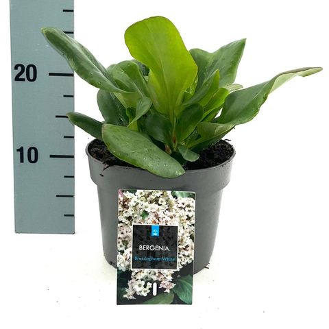 Bergenia 'Bressingham White'