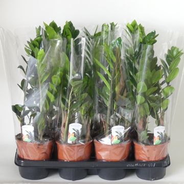 Zamioculcas zamiifolia