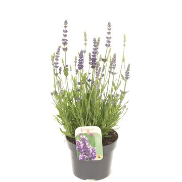 Lavandula angustifolia 'Spear Blue'