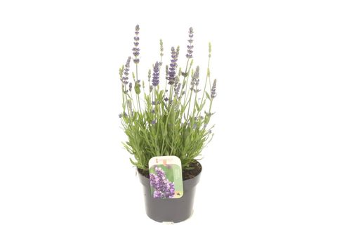 Lavandula angustifolia 'Spear Blue'