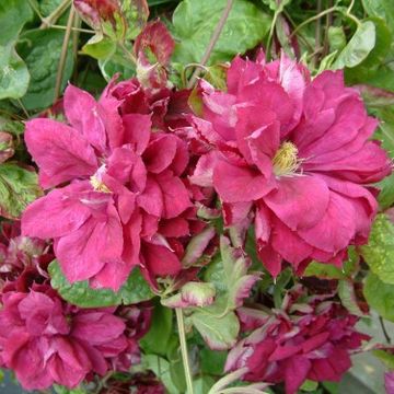 Clematis 'Red Star' (EL)