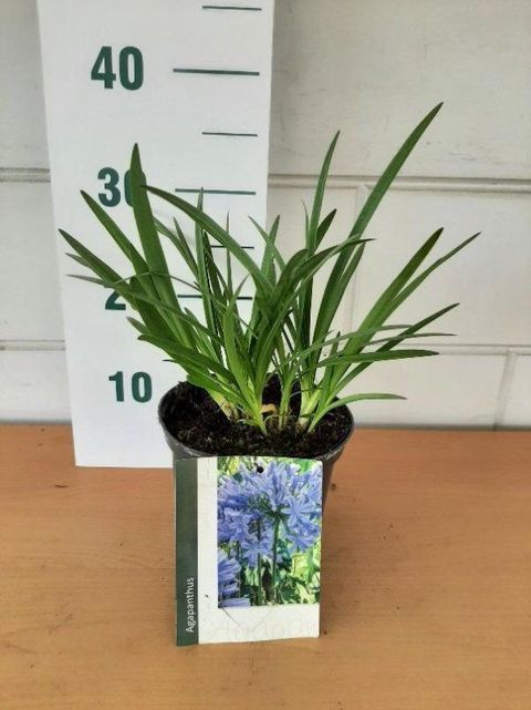 Agapanthus BRILLIANT BLUE