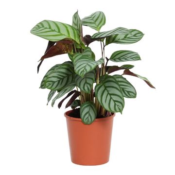 Ctenanthe setosa 'Compactstar'