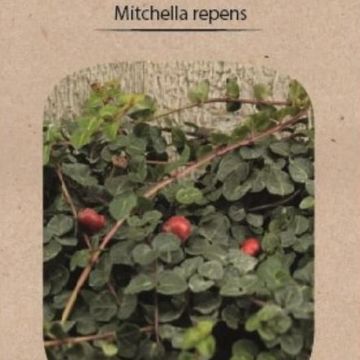 Mitchella repens