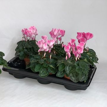 Cyclamen persicum SUPER SERIE S ALLURE WINE RED FLAMED