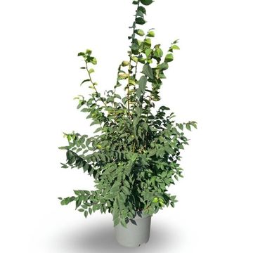 Zelkova serrata