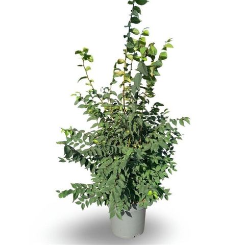 Zelkova serrata