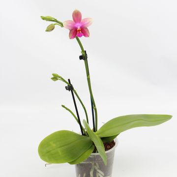 Phalaenopsis 'Liodoro'