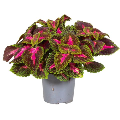 Plectranthus scutellarioides MAIN STREET PARK AVENUE