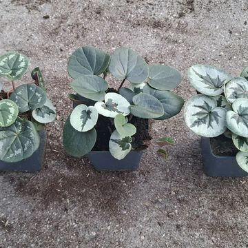 Cyclamen coum  XMAS LEAF WHITE