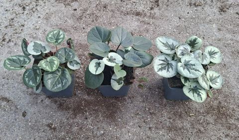 Cyclamen coum  XMAS LEAF WHITE