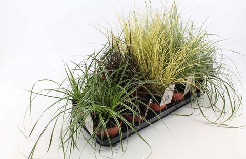 Carex MIX