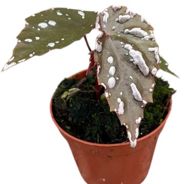 Begonia sp. Sumatra