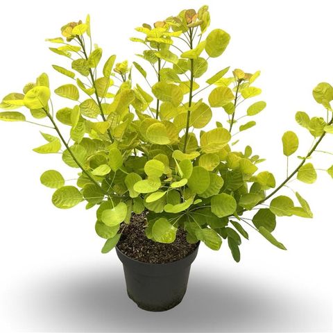 Cotinus coggygria GOLDEN SPIRIT