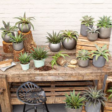 x Mangave 'Moonglow'