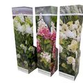 Hydrangea paniculata MIX