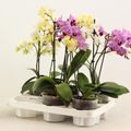 Phalaenopsis MULTIFLORA MIX