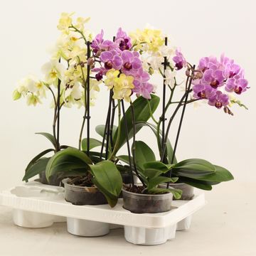 Phalaenopsis MULTIFLORA MIX