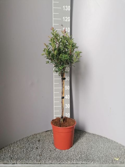 Photinia x fraseri 'Robusta Compacta'