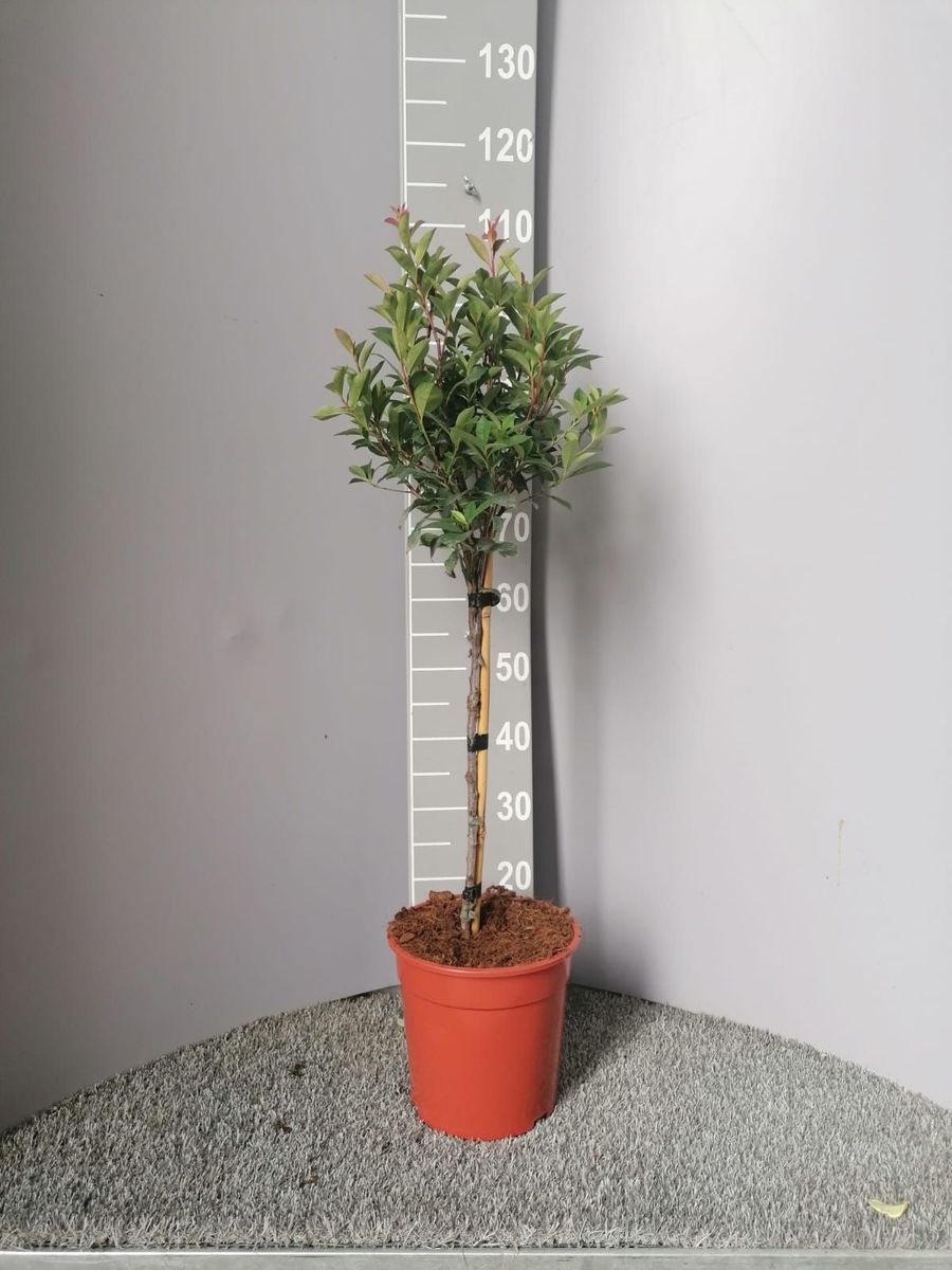 book nook plants DIY Book Nook Kit main image 1