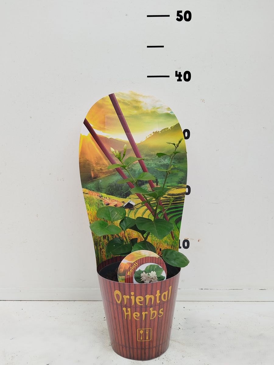 aronstab zimmerpflanze giftig Blumenzwiebeln Italienischer Aronstab (x3) - Arum italicum main image 1