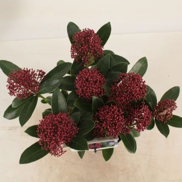 Skimmia japonica PINK DWARF