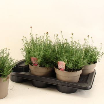 Rhodanthemum hosmariense 'Zagora Pink'