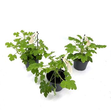 Pelargonium graveolens MIX