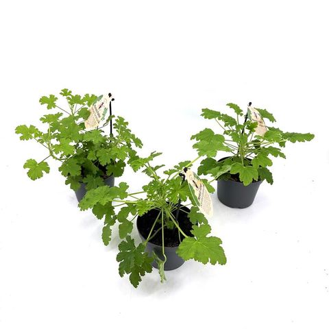 Pelargonium graveolens MIX