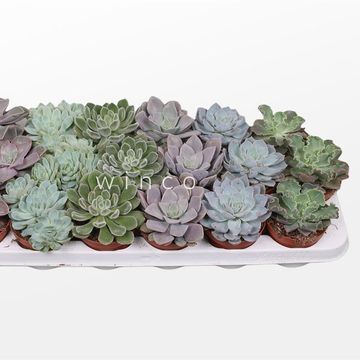 Echeveria MIX