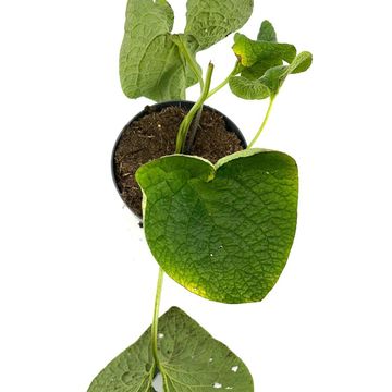 Brunnera macrophylla