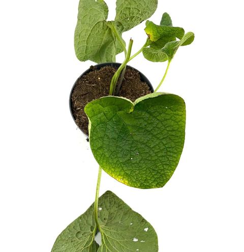 Brunnera macrophylla
