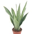 Sansevieria trifasciata 'Metallica'