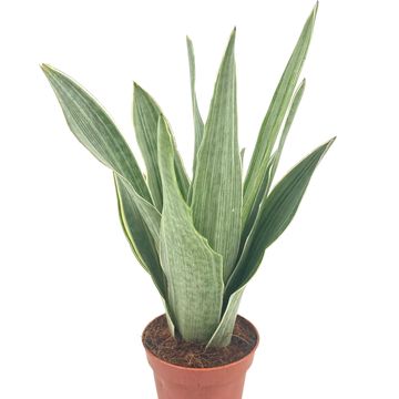 Sansevieria trifasciata 'Metallica'