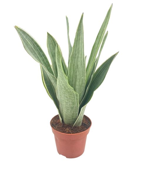 Sansevieria trifasciata 'Metallica'