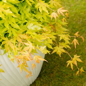 Acer palmatum CASCADE GOLD