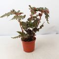 Begonia serratipetala