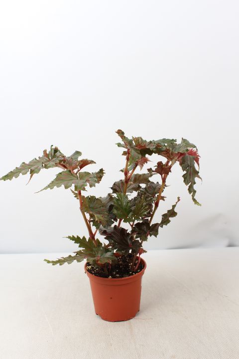 Begonia serratipetala