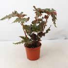 Begonia serratipetala