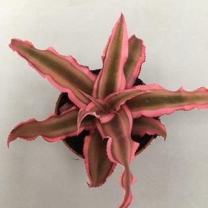 Cryptanthus bivittatus 'Pink Starlite'