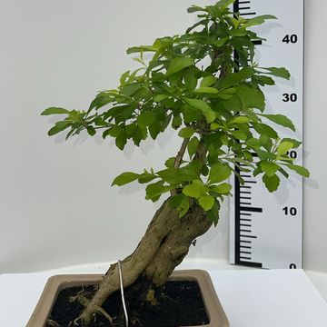 Duranta erecta