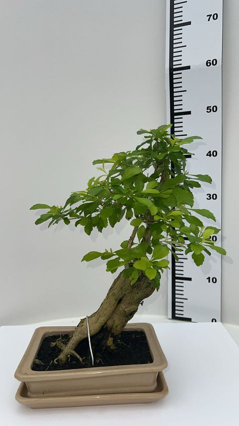 Duranta erecta