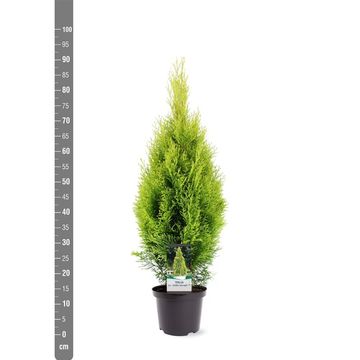 Thuja occidentalis GOLDEN SMARAGD