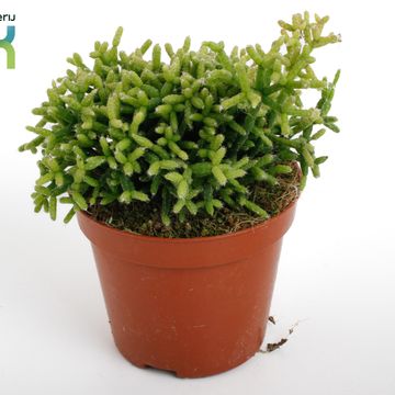 Rhipsalis heteroclada