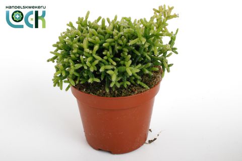 Rhipsalis heteroclada